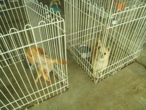 ファイル名: IMG3827.jpg
ファイルサイズ: 18.9KB IMG3827